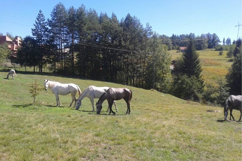 Izleti relax apartmani tara kaluđerske bare